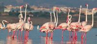 flamingos in the saltlake
